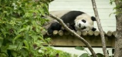 Tian Tian,  the female giant panda at Edinburgh Zoo